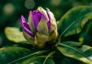 Få din have til at blomstre med disse rhododendron-tips